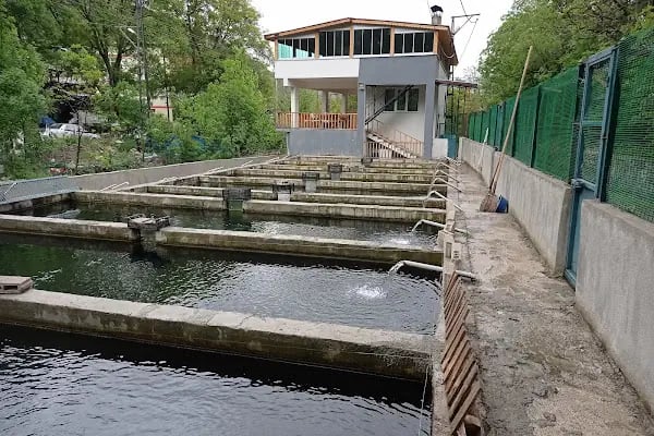 BAĞBAŞI ALABALIK TESİSİ VE RESTORANT - Resim 3