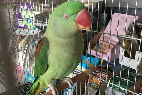 Selçuklu Petshop - Resim 7