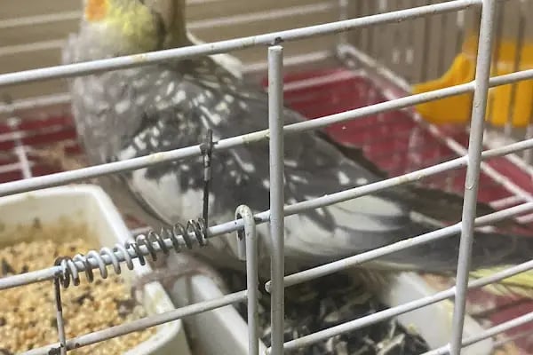 Selçuklu Petshop - Resim 6