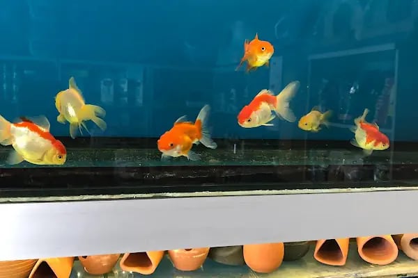 Selçuklu Petshop - Resim 20