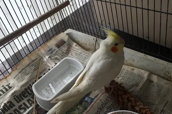 Selçuklu Petshop - Resim 4