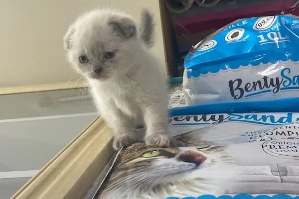 Selçuklu Petshop - Resim 3