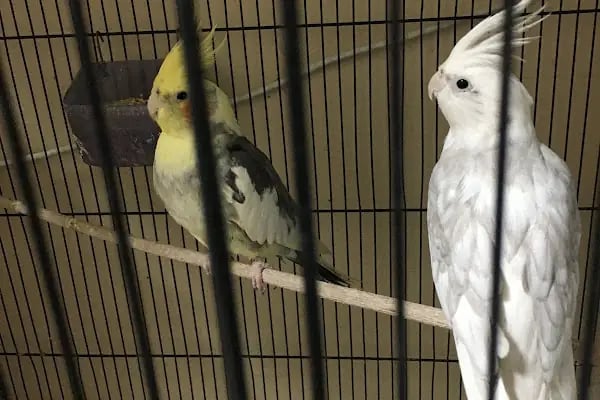 Selçuklu Petshop - Resim 15