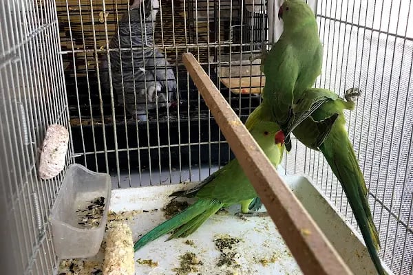 Selçuklu Petshop - Resim 12