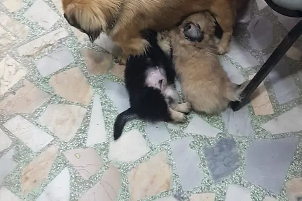 Mavi Petshop - Resim 4