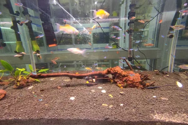 Mavi Petshop - Resim 5
