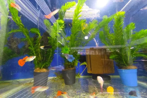 Mavi Petshop - Resim 8
