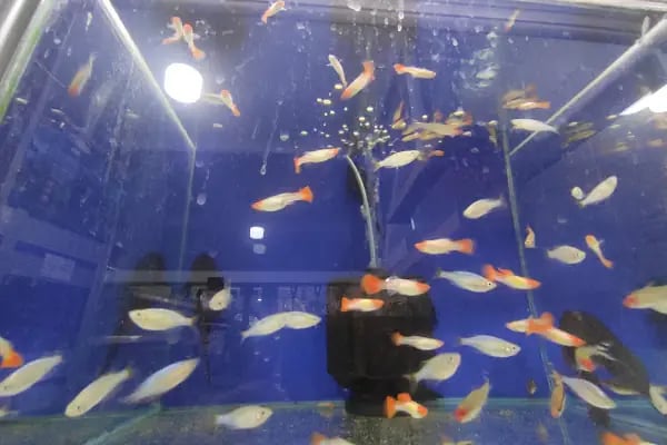Mavi Petshop - Resim 6