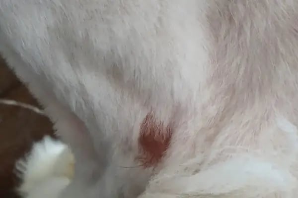 MS Veteriner Kliniği - Resim 3