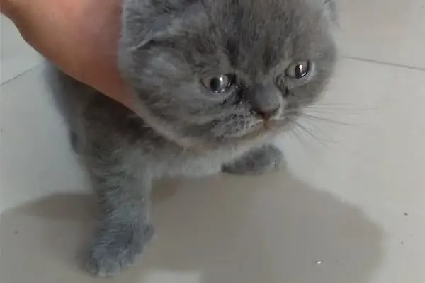 PETSHOP AZELYA - Resim 7