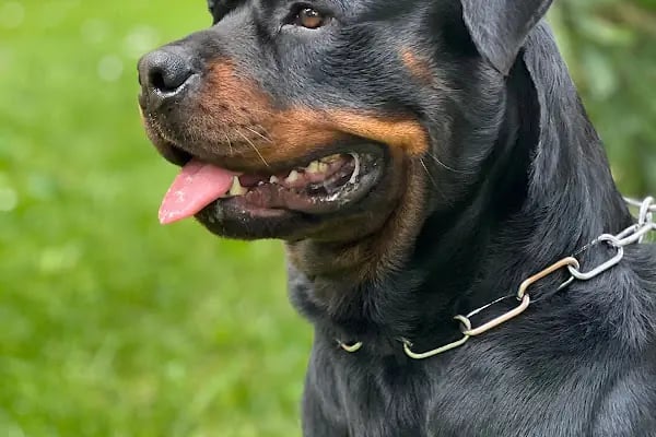 PAKİZE PET VETERİNER KLİNİĞİ - Resim 6