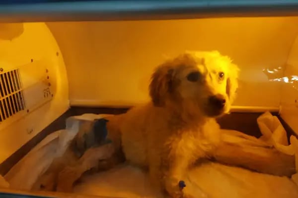 PAKİZE PET VETERİNER KLİNİĞİ - Resim 13