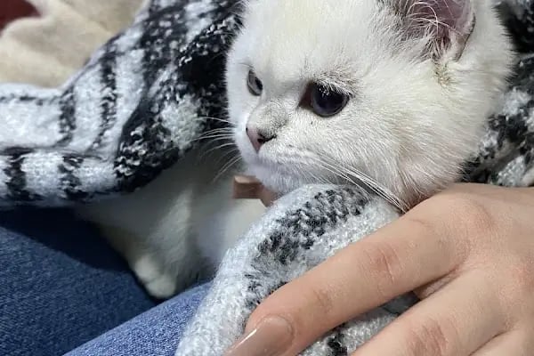 PAKİZE PET VETERİNER KLİNİĞİ - Resim 11