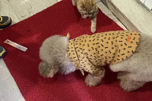 PAKİZE PET VETERİNER KLİNİĞİ - Resim 10