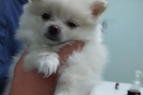 PAKİZE PET VETERİNER KLİNİĞİ - Resim 7