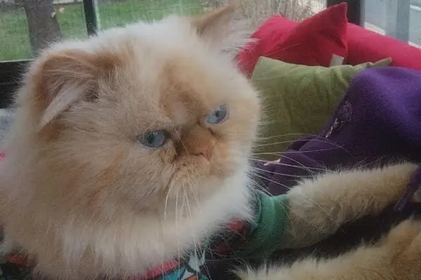 PAKİZE PET VETERİNER KLİNİĞİ - Resim 5