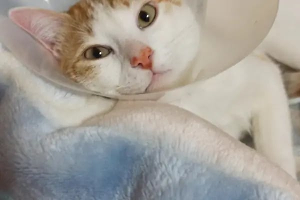 PAKİZE PET VETERİNER KLİNİĞİ - Resim 8