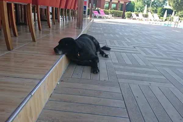 Otel Villa Familia - Resim 19