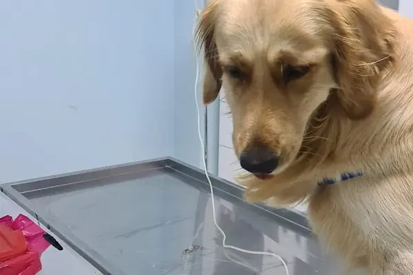Şifa veteriner kliniği - Resim 3