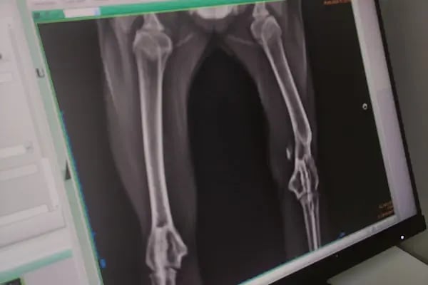 Şifa veteriner kliniği - Resim 15