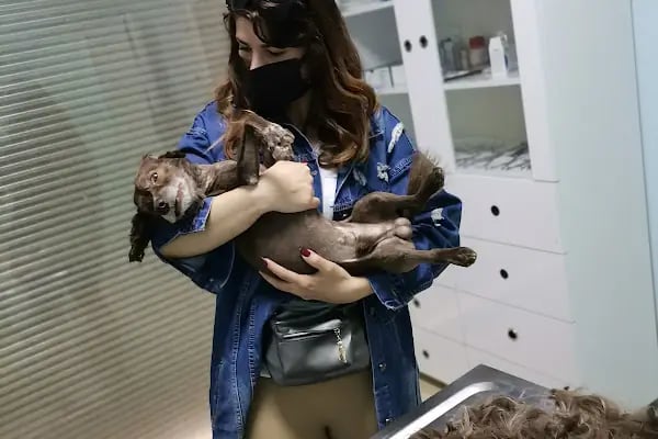 Şifa veteriner kliniği - Resim 9