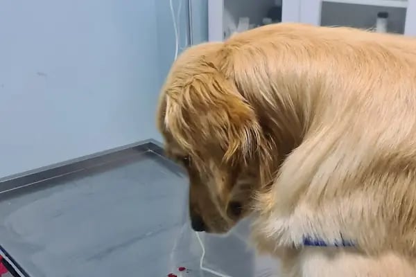 Şifa veteriner kliniği - Resim 18