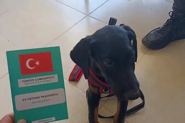 Şifa veteriner kliniği - Resim 14