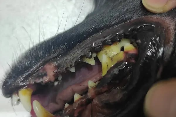 UluVet Veteriner Kliniği - Resim 18
