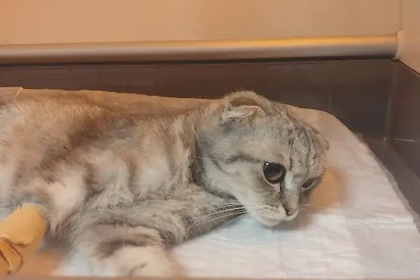 UluVet Veteriner Kliniği - Resim 19