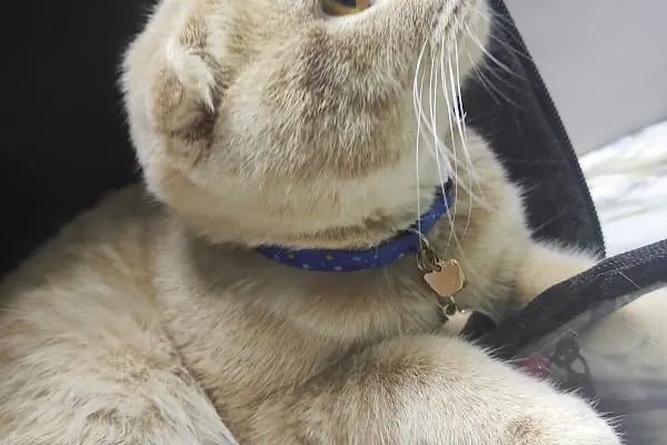 UluVet Veteriner Kliniği - Resim 7