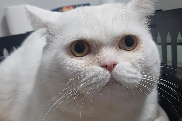 UluVet Veteriner Kliniği - Resim 17