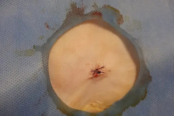 UluVet Veteriner Kliniği - Resim 16