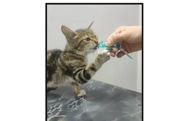 UluVet Veteriner Kliniği - Resim 2