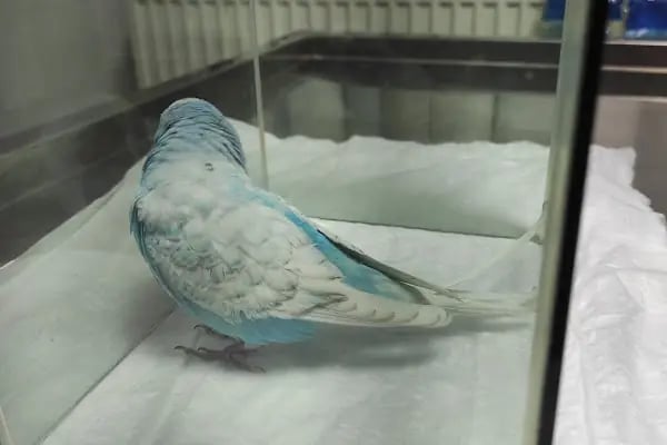 UluVet Veteriner Kliniği - Resim 20