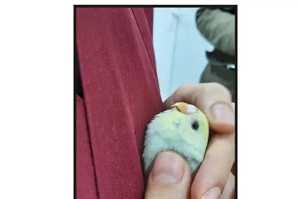 UluVet Veteriner Kliniği - Resim 5