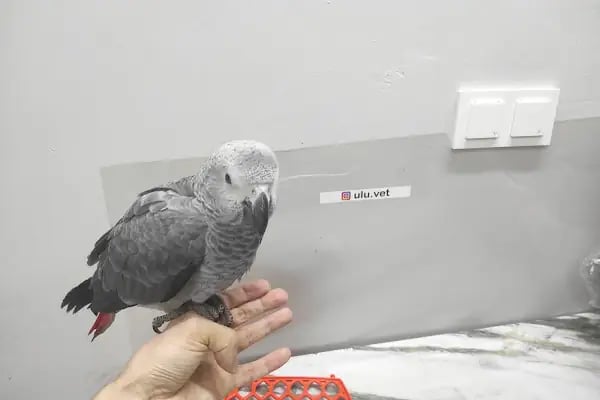 UluVet Veteriner Kliniği - Resim 3