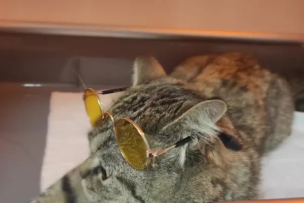 UluVet Veteriner Kliniği - Resim 9