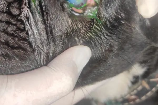 UluVet Veteriner Kliniği - Resim 15