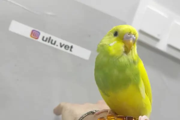 UluVet Veteriner Kliniği - Resim 8
