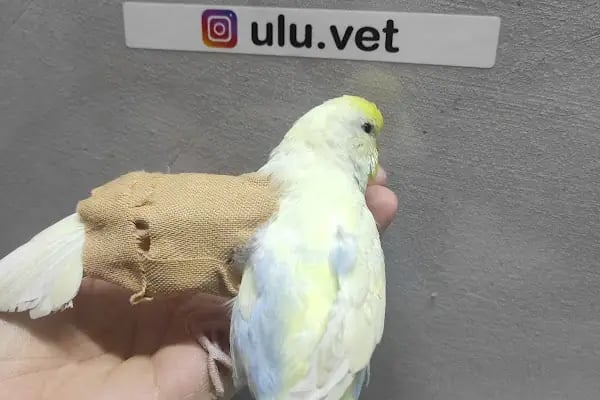 UluVet Veteriner Kliniği - Resim 11