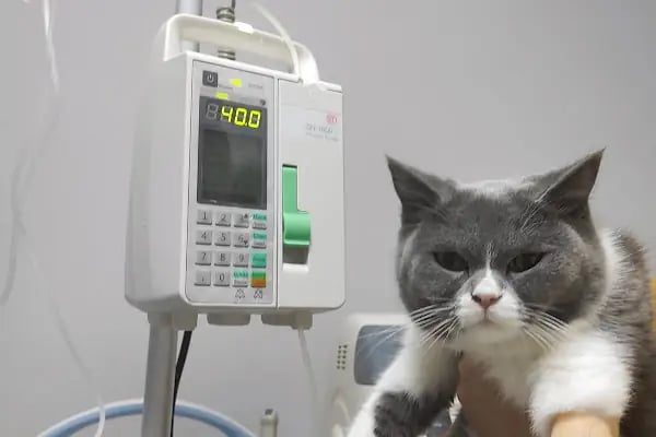 UluVet Veteriner Kliniği - Resim 14