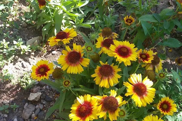 Çatalçeşme Parkı - Resim 3