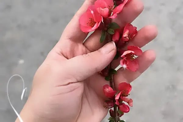 Güzelhisar Piknik Alanı - Resim 18