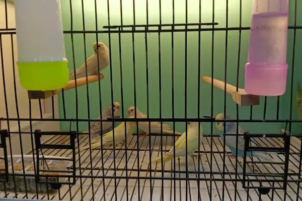 Aqupetya Pet Shop - Resim 10