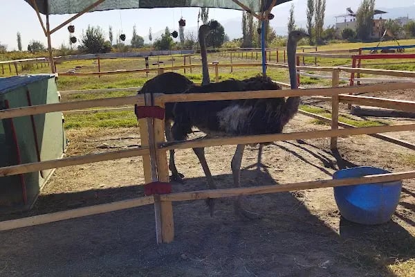 5 Eylül At Çiftliği Ve Kahvaltı Salonu - Resim 2