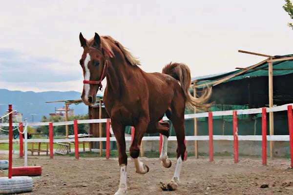 5 Eylül At Çiftliği Ve Kahvaltı Salonu - Resim 7