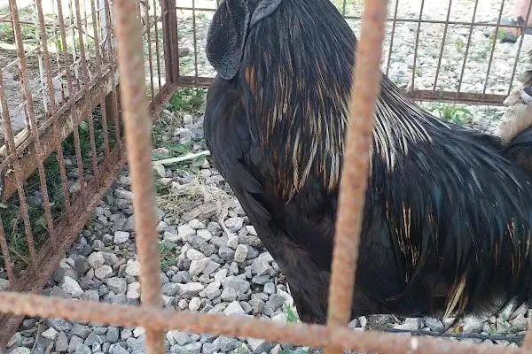 Sakarya Kanatlı Hayvan Pazarı - Resim 8