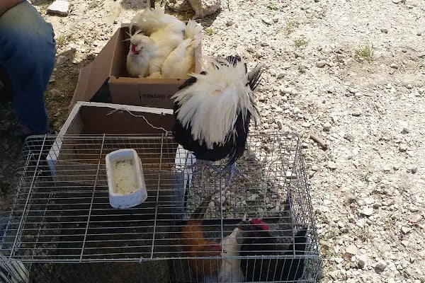 Sakarya Kanatlı Hayvan Pazarı - Resim 16