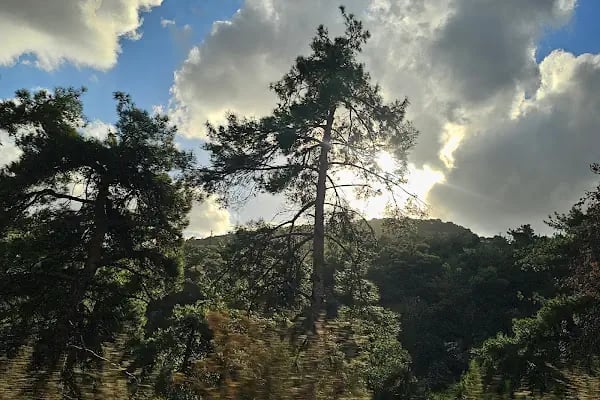 Süreyya Tabiat Parkı - Resim 19