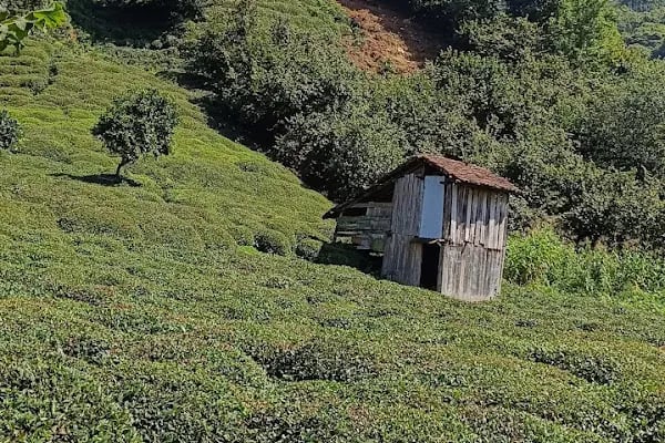 Hopa limanı - Resim 7